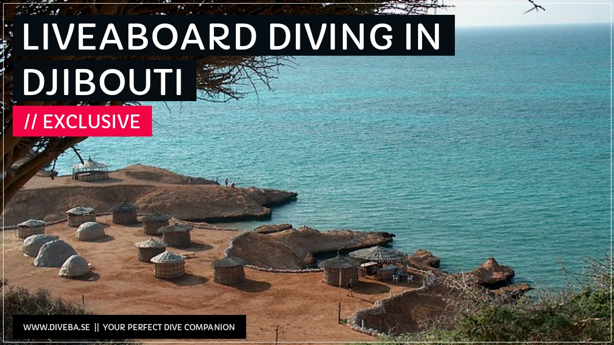 divebaseapp's tweet image. Todays highlight: 

✔ Liveaboard diving in Djibouti

📲 Download the #Divebase App for iOS and Android and discover great dive locations! go.diveba.se