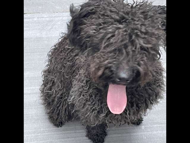 En adopción: Chewie - adoptame.com.mx/adopcion/masco…