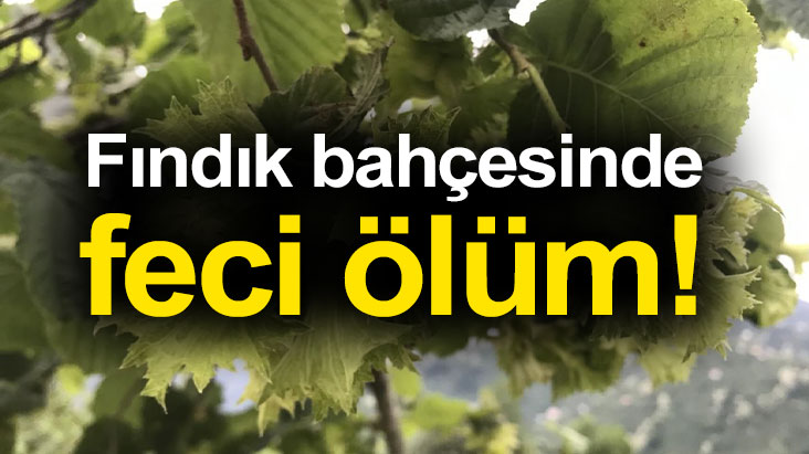 Fındık bahçesinde feci ölüm!
findiktv.com/findik-bahcesi…