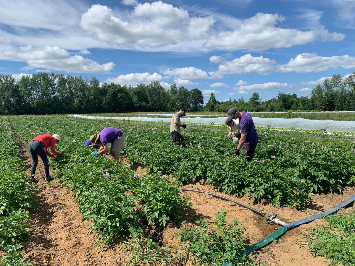 🇨🇦 Ottawa Snykers picked over 1 ton of cabbage🥬 at a community farm benefitting the @OttawaFoodBank.