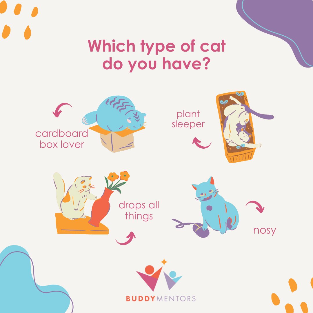 BuddyMentors's tweet photo. Let us know down in the comments! Which type of cat do you or your Buddy have? 

¡Déjanos saber en los comentarios! ¿Que tipo de gato tienes tú o tu Buddy? https://t.co/jifAZzZ9E2