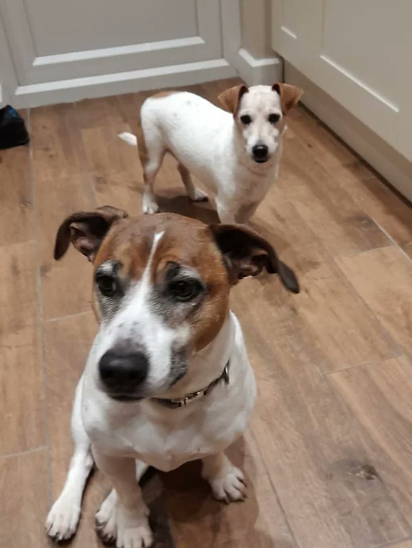 AdoptionsUk's tweet photo. URGENT home needed for Peanut and Smudge #SUSSEX #UK 

Bonded pair aged 7 and 11, sadly their owner passed away and they were left home alone. 
Then their foster mum was taken ill. 
They are desperate for a forever home 💔

DETAILS or APPLY👇
https://t.co/hLrPpaEMby
#dogs https://t.co/5DeCZOAMYM