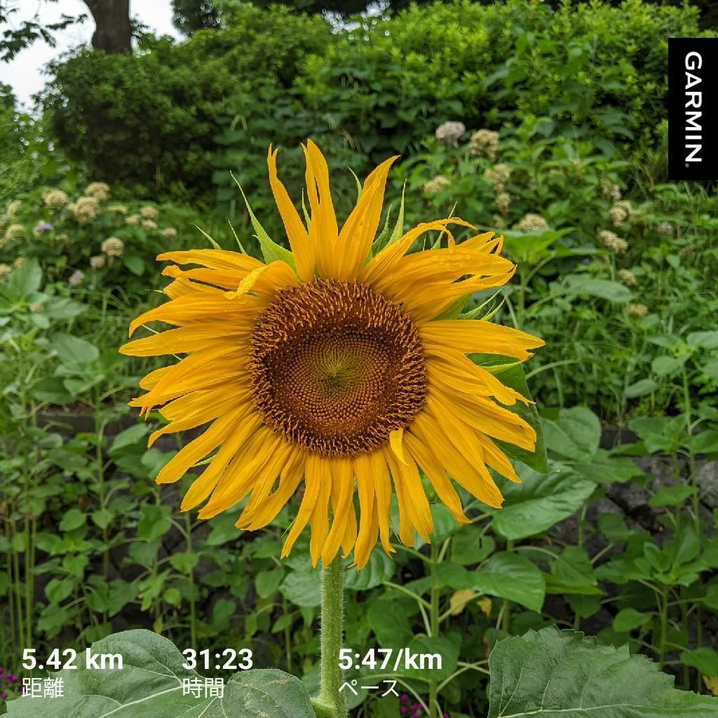 MarketRiver927's tweet photo. 休日ランナーの平日30分ラン
シャワーランのつもりで走り始めたら止んじゃった。
garminのピッチアラート。チョットでも下回ると「遅すぎます」って。すぎることは無いだろ?2spm下回っただけだぜ?
でも遅すぎます・速すぎますのメッセージにツボって走りながらニヤけてしまう。
#garmin #rinning https://t.co/dAJHlRfkrz