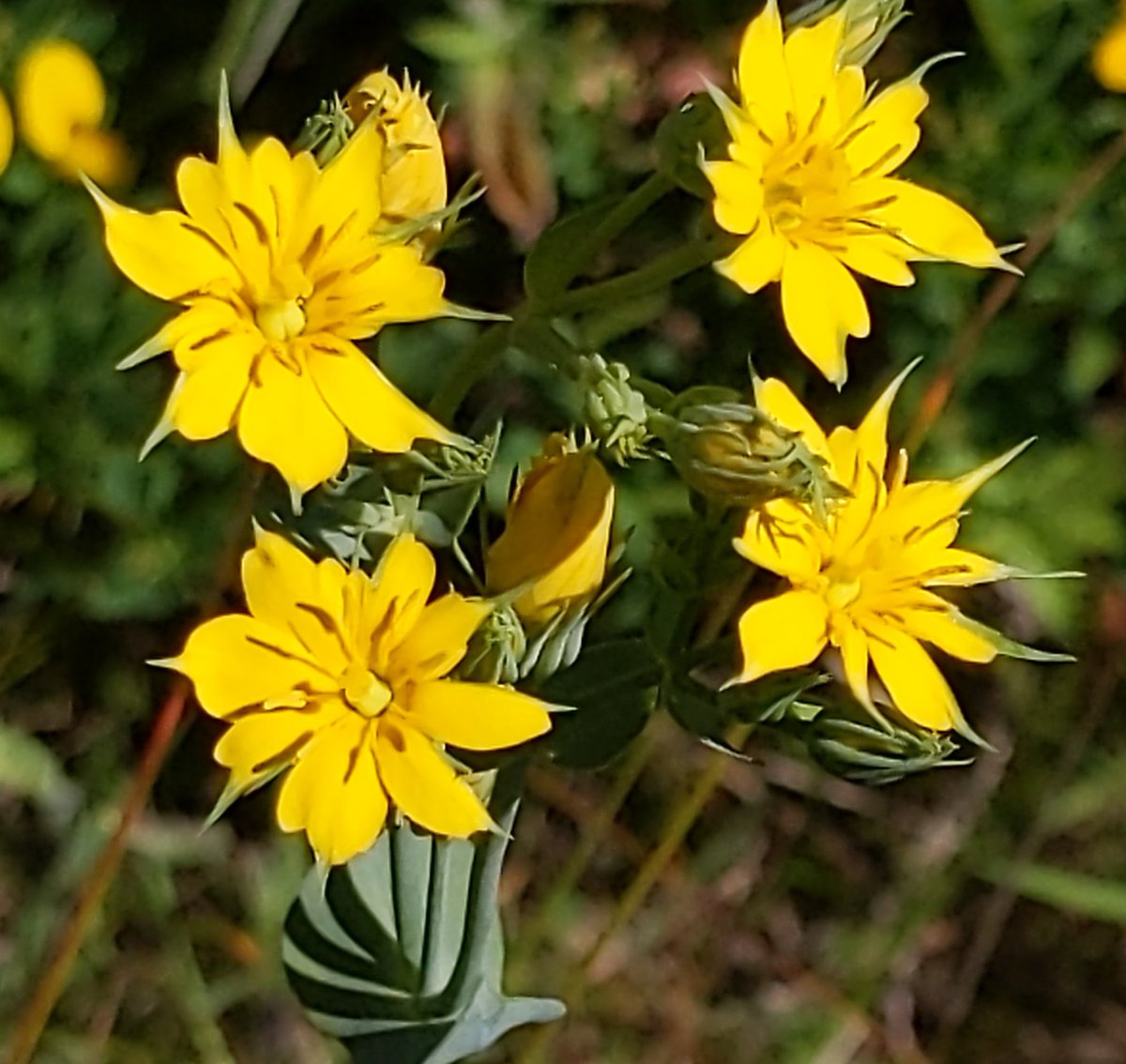 Thought the petals of #blackstonia had been eaten, closer look shows perianth mutation in a cluster of about 10 plants <a href="/BSBIbotany/">BSBI: Botanical Society of Britain & Ireland</a>  <a href="/RBGE_Science/">@RBGE_Science</a> #botany #morphology must go back and get better pics <a href="/wildflower_hour/">wildflowerhour</a>