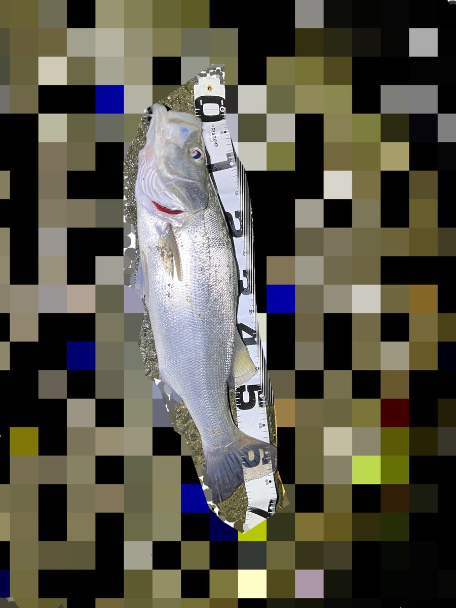 LV_32's tweet photo. 最近バスよりシーバスおおめ！
いいサイズ釣りたい https://t.co/MSnf7CNFRL