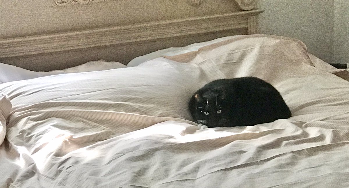 LllBean1's tweet photo. Second safest place in the house when there are new people visiting.

Safest place is under the bed. https://t.co/801tqXK5Wi