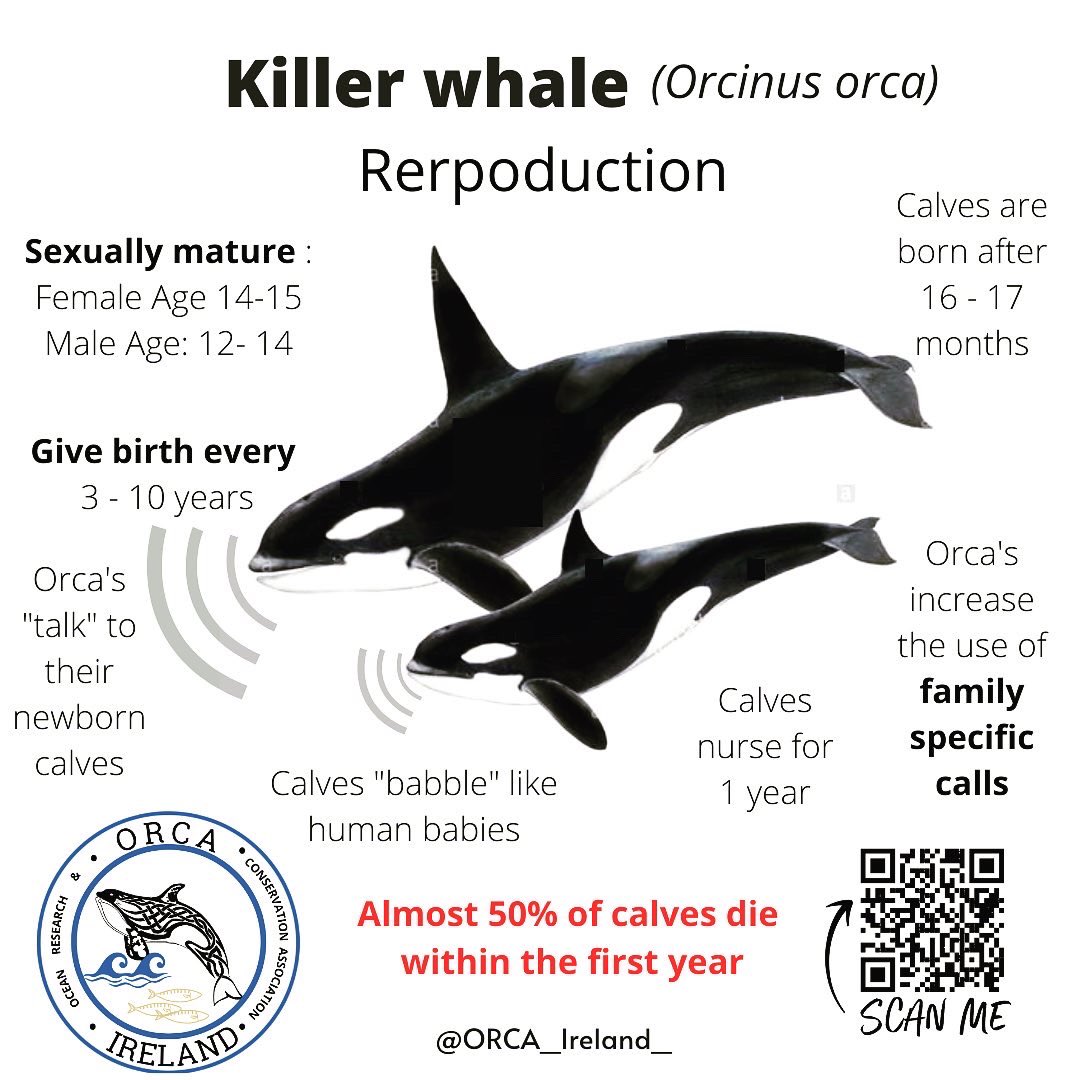ORCA_NI's tweet photo. (5/-) Orcas give birth every 3 to 10 years but orcas from the West Coast Community haven’t had a calf in 20 + years! #WorldOrcaDay #WestCoastCommunity #Killerwhales #orcas #ORCAIreland https://t.co/iHxgGZawNx