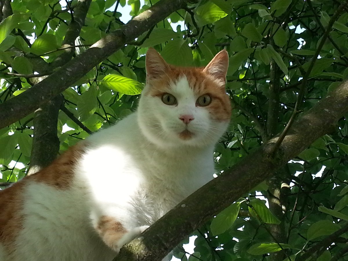 #ThrowbackThursday to Summer 2013.  Harley knew how to look after himself in the heat. It's a favourite photo of ours too, the one we have on his box of ashes #tbt #vanalikes #wlf #uksummer