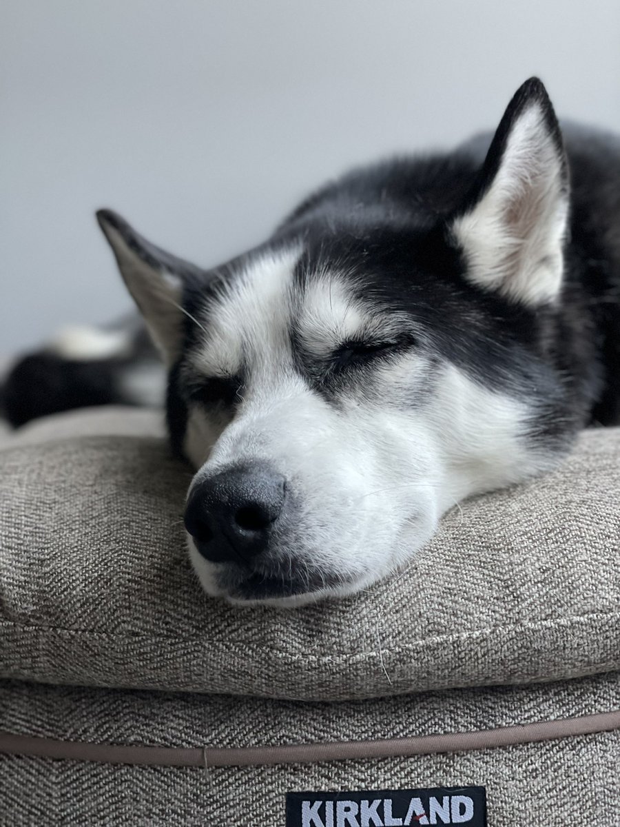 jessyandaaron's tweet photo. Biff loves his Kirkland bed. @Costco https://t.co/Hi9CVT0bDW