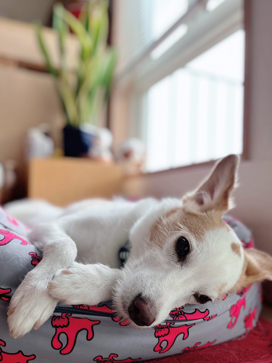 おはようございます☁️
お散歩してきてとろける犬さん🐾