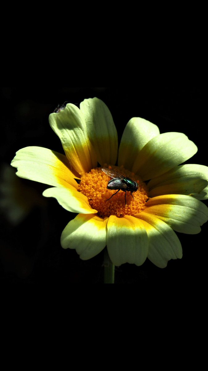CyprusPictures's tweet photo. #NatureBeauty #photography #InsectThursday #pollen #yellow #Daisy #fly #nature #macro #ThePhotoHour #stillpracticing #onthemarket #StockPhoto #EyeEm
by #WalksWithMyCamera Copyright @CyprusPictures https://t.co/aRAB2WkJ3X
