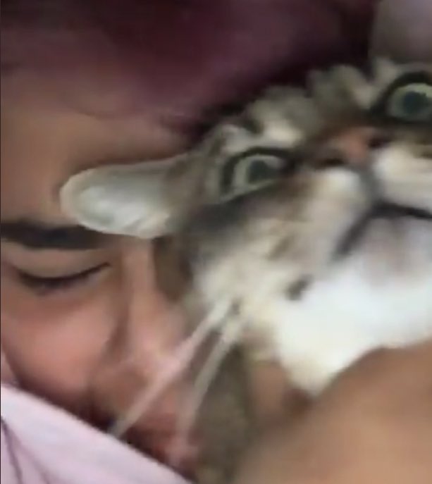 Vultemis tweet media