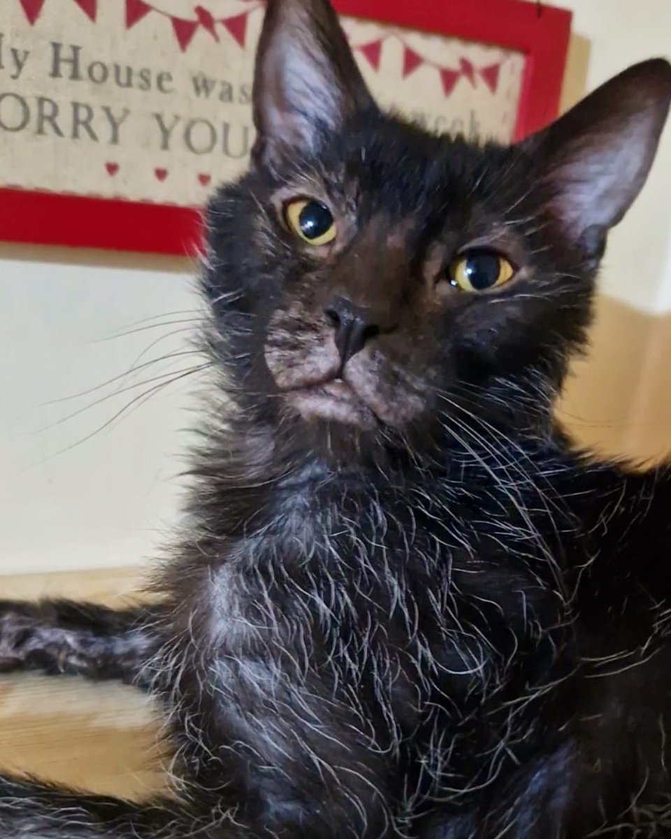 _Shvawn_'s tweet photo. Meet my #furbaby; #OzzytheLykoi ❤️🐈⬛️ (He's supposed to look like this. He's an #unusual #catbreed & is an #excellentexample of #Lykois. So be nice!!!) xx
#cat #Ilovemycat #crazycatlady #catsoftwitter #Lykoi #Lykoicat #Lykoisoftwitter #catoftheday #blackcat #catlife #nofilter https://t.co/qT4LRxuKdj