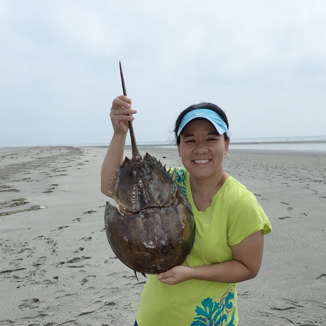 DigInverts's tweet photo. Have you ever thought about why blood can be different colors?π©Έ Our blood is red because it contains an iron-based respiratory pigment, whereas #horseshoecrab's blood contains a copper-based pigment, hemocyanin, which turns blue when exposed to air. #ThursdayThoughts #diginverts https://t.co/zEw6k0NRiq