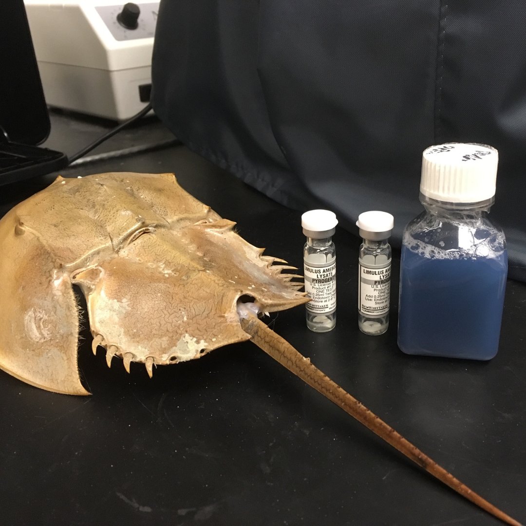 DigInverts's tweet photo. Have you ever thought about why blood can be different colors?π©Έ Our blood is red because it contains an iron-based respiratory pigment, whereas #horseshoecrab's blood contains a copper-based pigment, hemocyanin, which turns blue when exposed to air. #ThursdayThoughts #diginverts https://t.co/zEw6k0NRiq