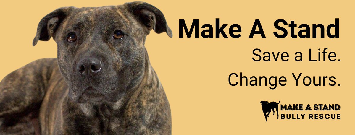 New brand, new look, same us. masbullyrescue.org. Thanks, <a href="/Innov8Place/">iNNOV8 Place</a> for our new website! #rebranding