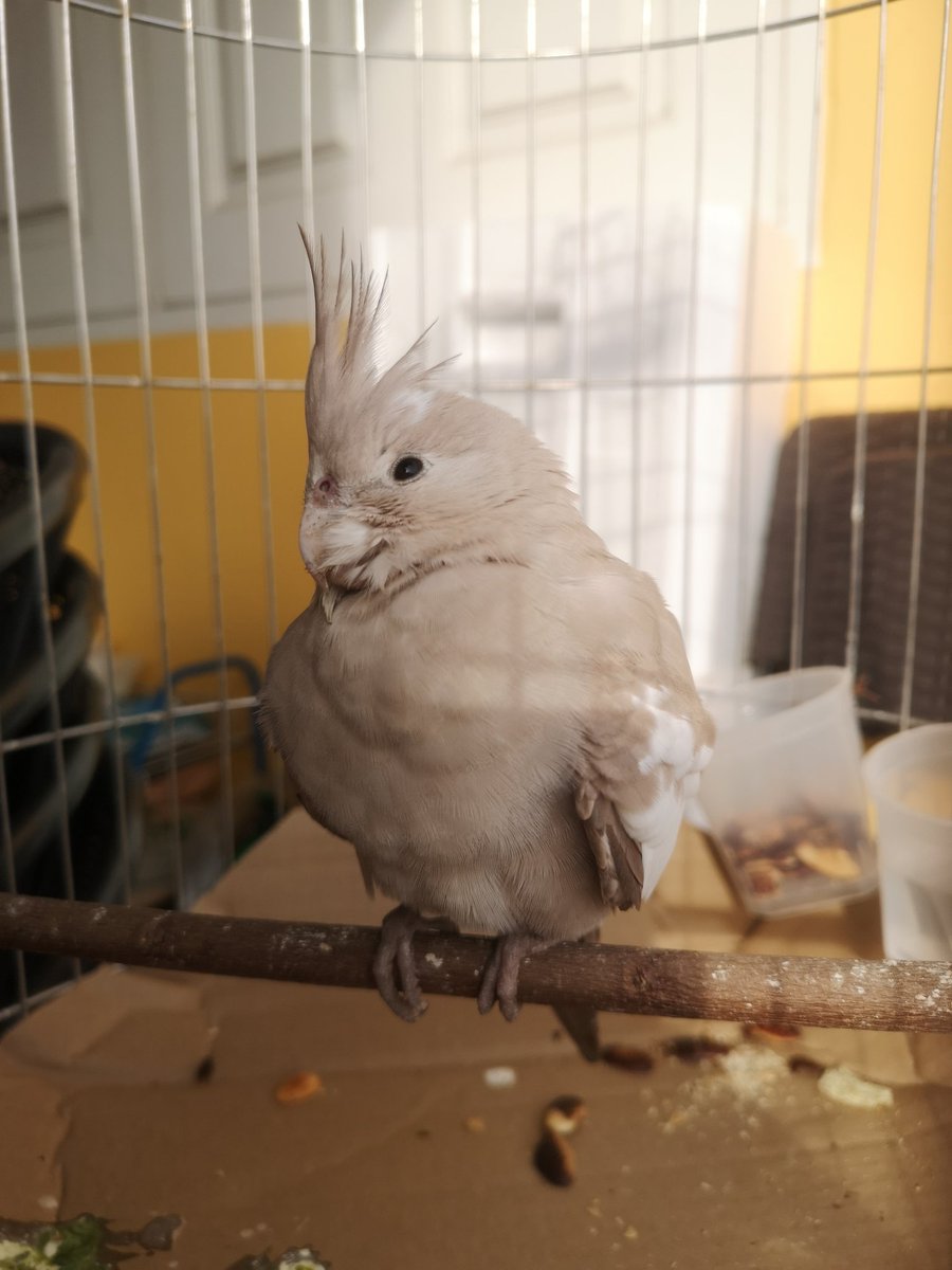 A99047826's tweet photo. น้อง​ Cockatiel มาจอดอยู่หล​ังบ้าน​ เมื่อวานตอนประมาณ​ 15.30 ออกไปดูก็เกาะขึ้นหัวเลย​ ใครตามหาน้องอยู่​ DM​ มานะคะ​ บ้านอยู่แถวสะพานพระราม7​ค่ะ​ #นกหาย​ #ตามหานกหาย​ @js100radio https://t.co/mXaBspQooa