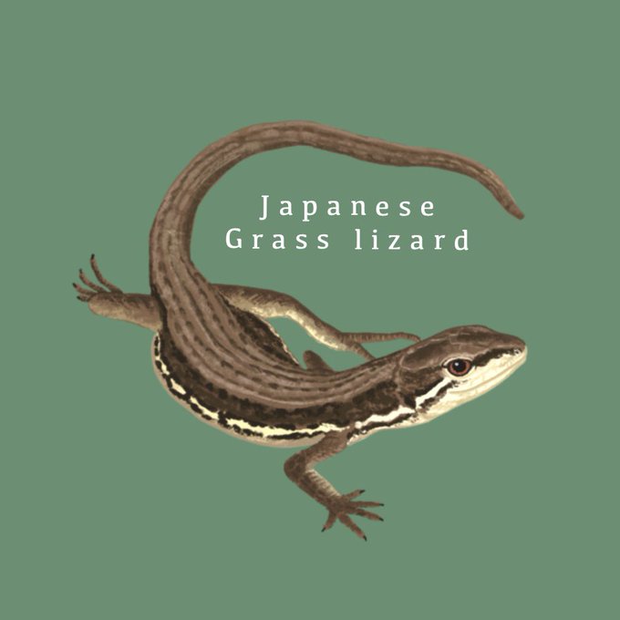 カナヘビのtwitterイラスト検索結果