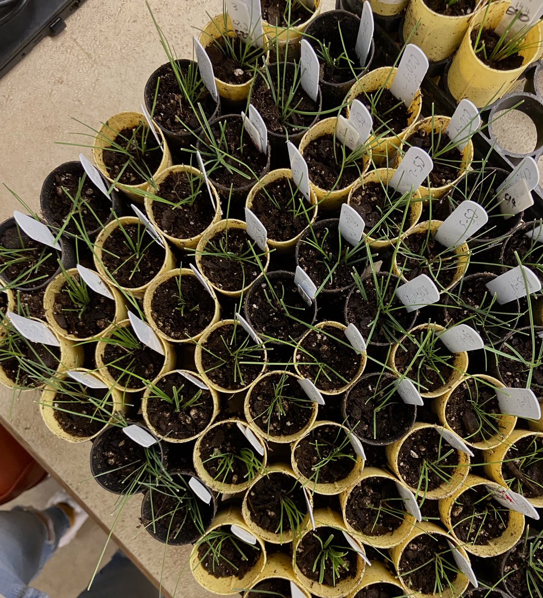<a href="/gabeolsonjensen/">gabeolsonjensen</a> and I have been cloning specific fine fescue cultivars to begin another round of a rhizome study! Preparation is key 🔑