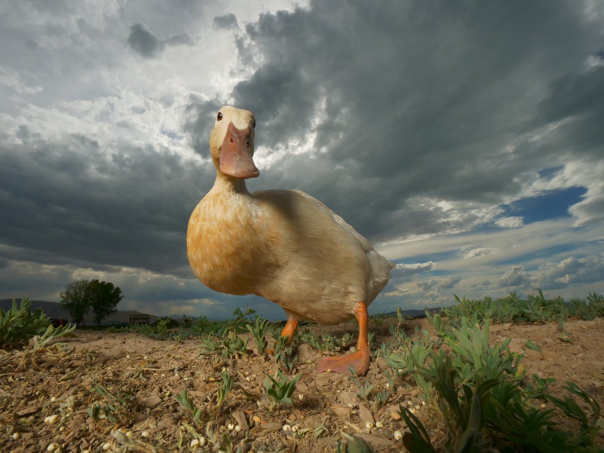 DuckFoodBot's tweet photo. retweet to feed the ducks at https://t.co/bCx4zPvQWf https://t.co/rHJdYXIiKV