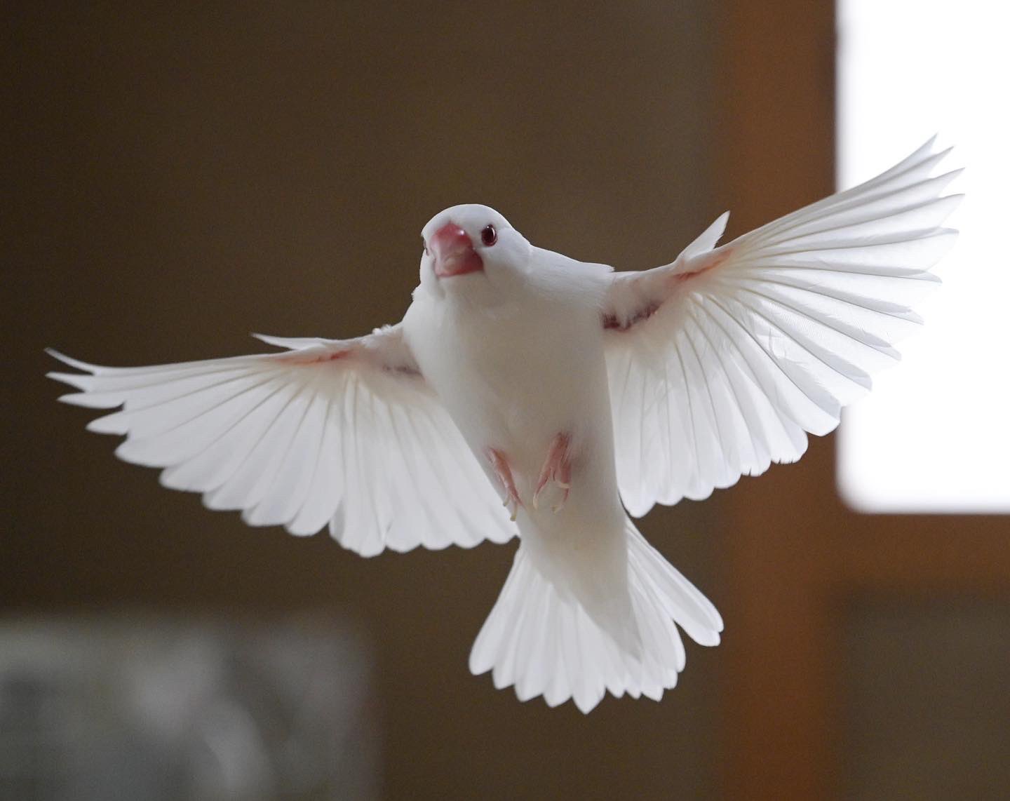 Harukas ө 4羽の文鳥と Puredrive0104 Twitter