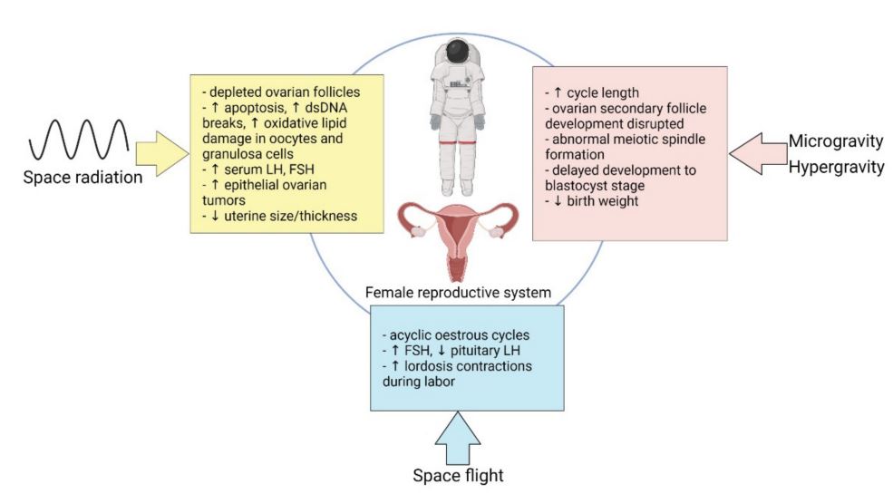 NASAGeneLab's tweet photo. Can spaceflight increase the risk of developing gynecologic cancer in female astronauts? Find out in this latest review discussing the work done on extraterrestrial gynecology and further studies that are needed to pave the way for safer space travel. 

🔗https://t.co/6BfY0elkBf https://t.co/g8mIQxDneH