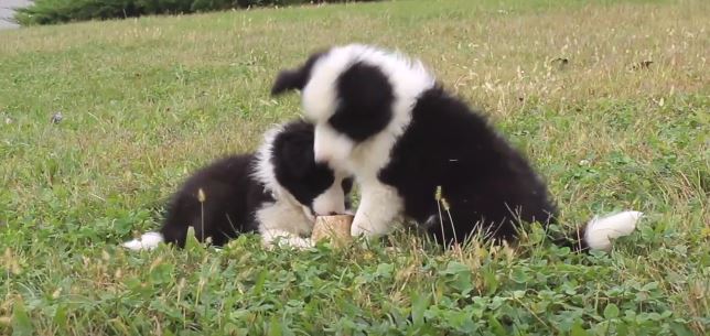 bordercolliefc's tweet photo. Puppies in the Field https://t.co/7LrftUzmbe #bordercollie #Dogs #bordercolliefc https://t.co/H7xeXgh8mI
