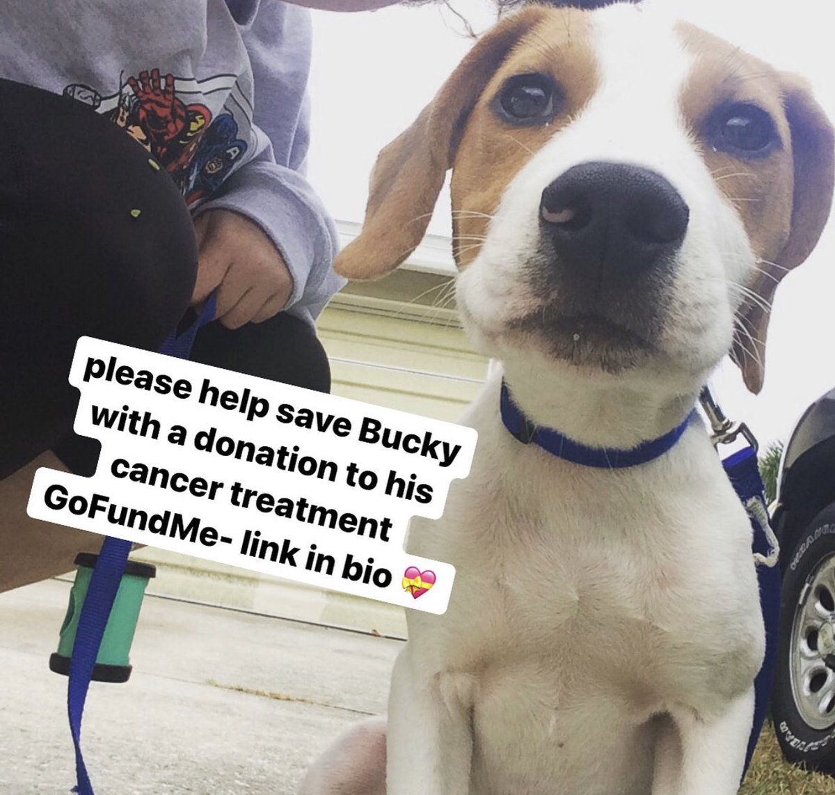 Please consider donating to Bucky’s Cancer Treatment GoFundMe. He’a recently come out of remission from lymphoma and has only a 1-2 month prognosis without life saving medication. Every little bit helps!!! 💜

gofund.me/a34a89a5

#dogsoftwitter #BUCKYSTRONG