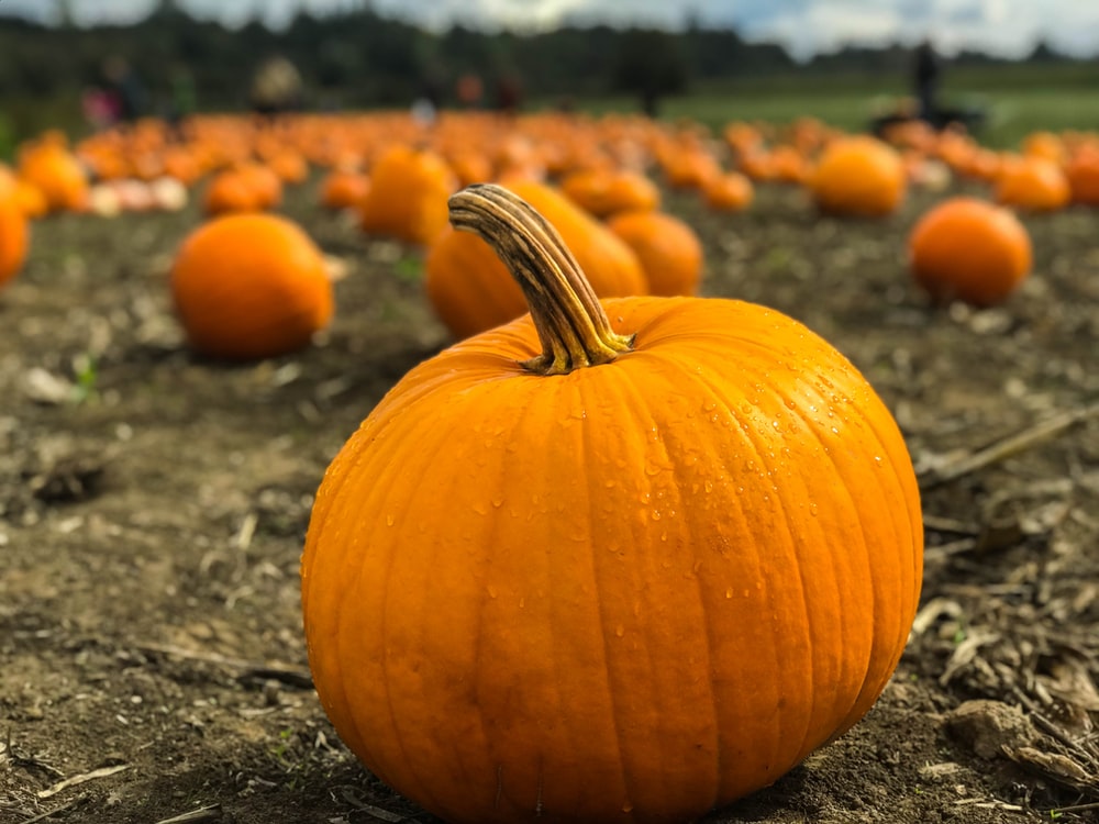 PeterfishPhoto's tweet photo. Keep an eye out on my pages, I'll be setting up for Fall mini-shoots and will be available for booking soon! https://t.co/qqgz4mnEhM