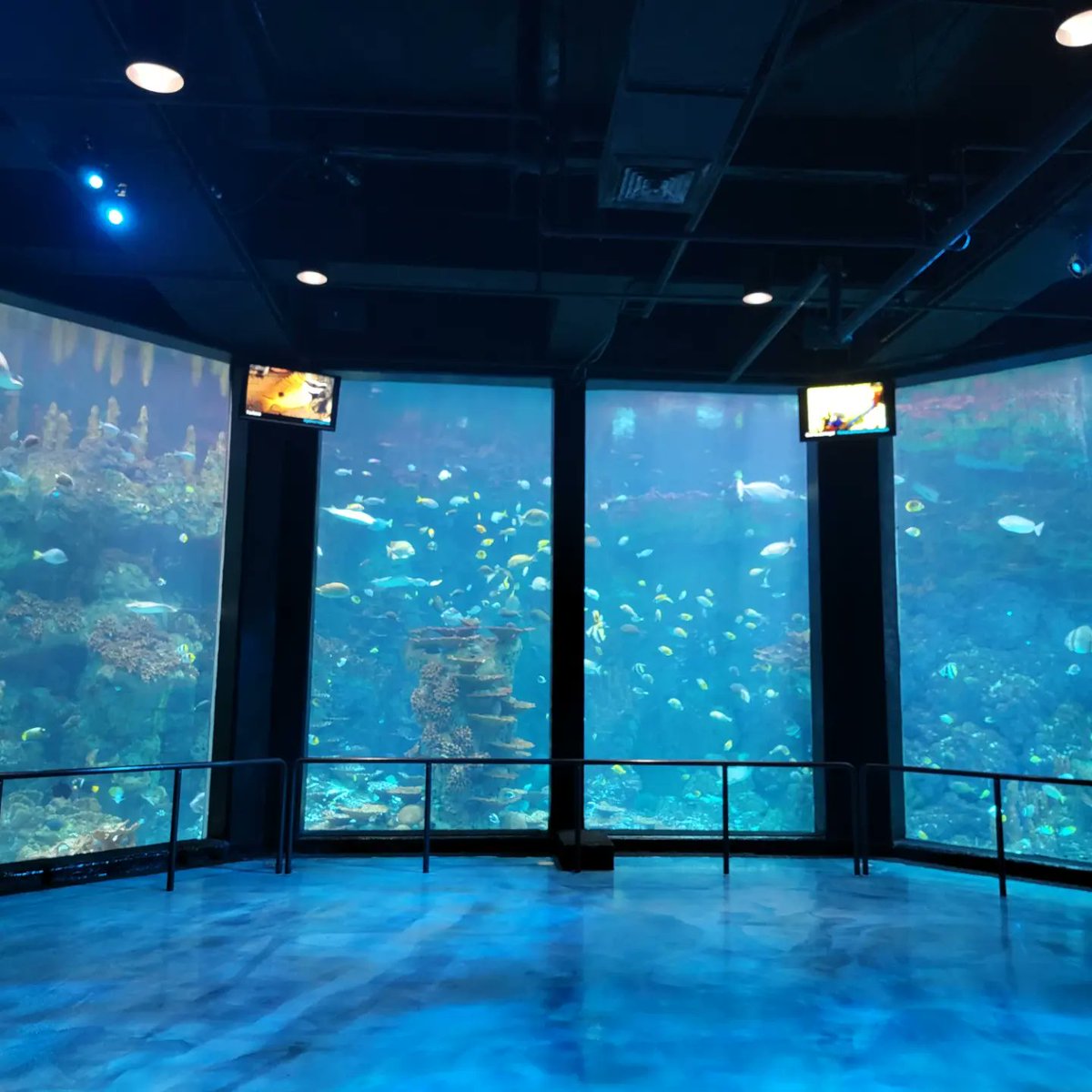 SouthsideSATX's tweet photo. Outside the Southside: Today is #SharkAwareness Day! We spent some time at @SeaWorldTexas &amp; learned about how sharks are key actors of the marine ecosystem, helping maintain the balance. Shark Tour: https://t.co/OGGMVQeCBm. #LiveFromTheSouthside #SanAntonio
#seaworldsanantonio https://t.co/A0sUgdysFS