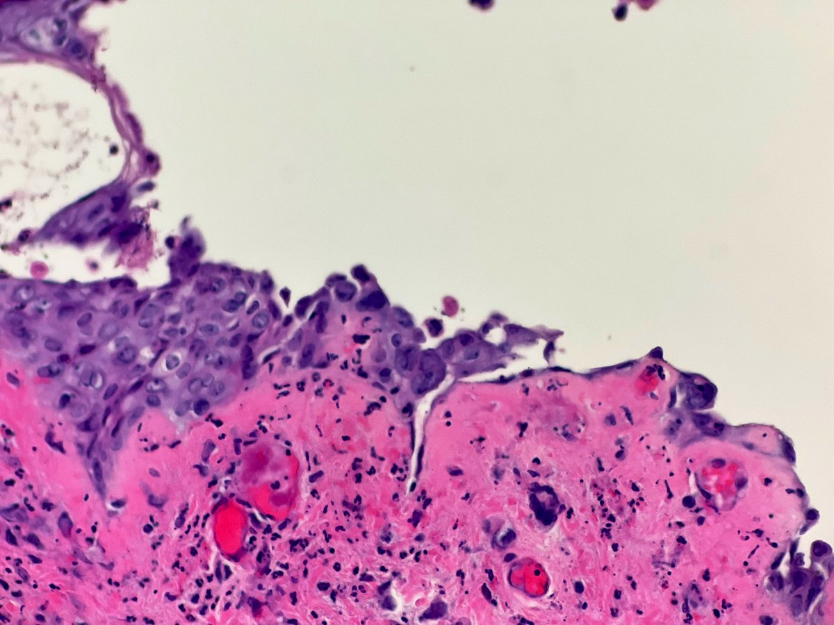 Nicole D. Riddle, MD, MSHI, FCAP (she/her) tweet media