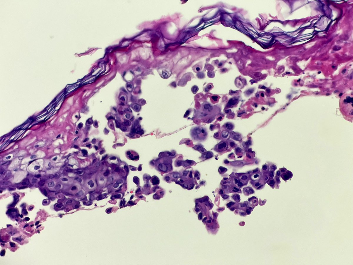 Nicole D. Riddle, MD, MSHI, FCAP (she/her) tweet media