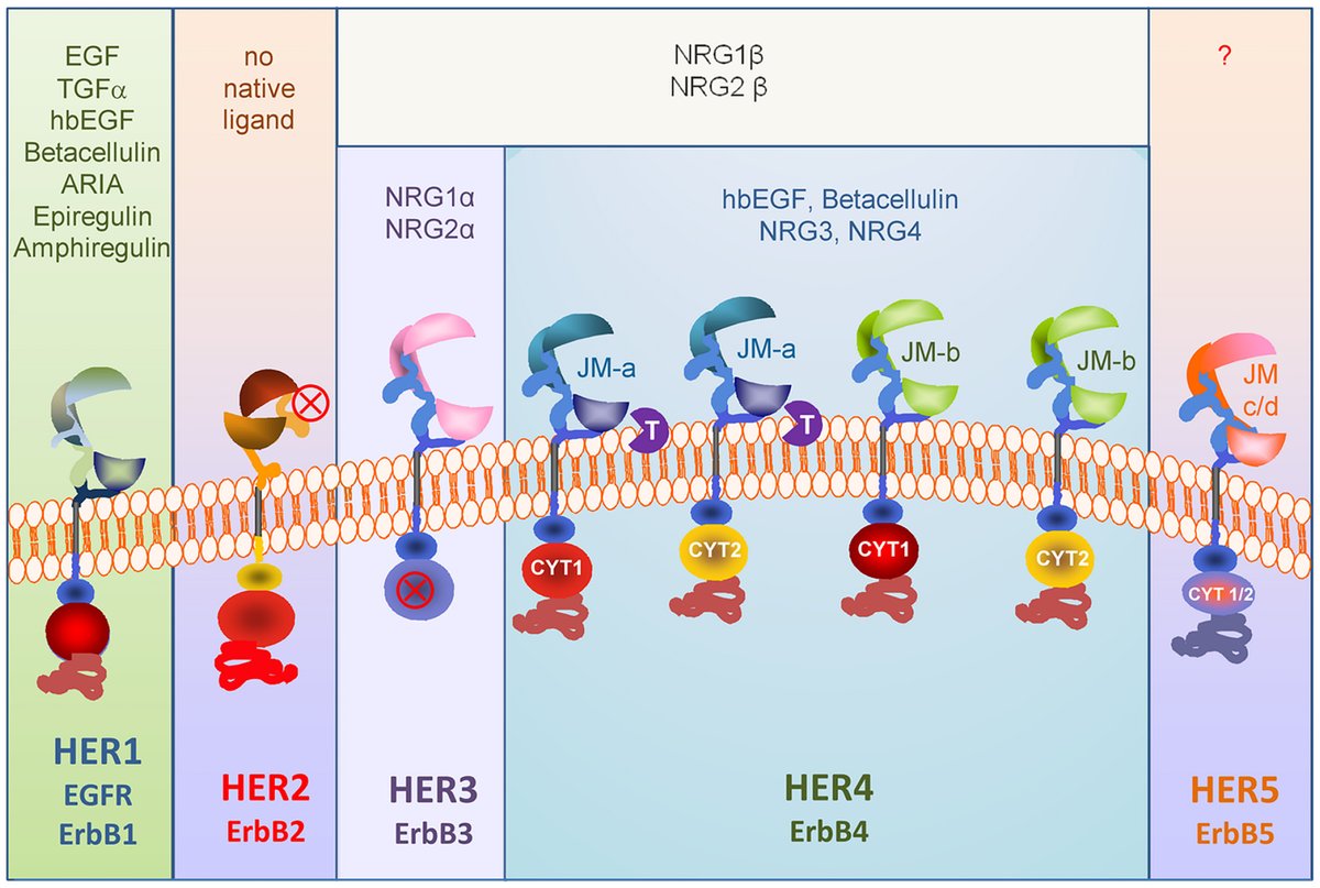 MammaryCell's tweet photo. 💡 In this #review:
Dr. Gero Brockhoff from the University of Regensburg gives an overview of the role of #HER4 in normal and malignant breast epithelial cells and tissues.
📚 https://t.co/1bACyr4V42 https://t.co/SJ0aksXNuG