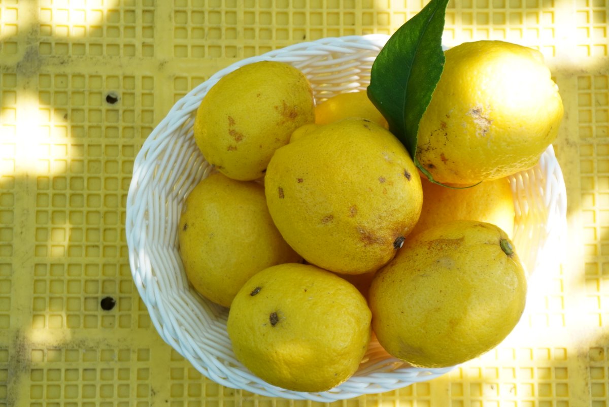 setouchiplus's tweet photo. NO LEMON NO LIFE
レモンの島のレモン農家は
太陽と風と暮らす。
・
レモン作りとジャム作り、
二人のスペシャリストのレモン対談
>こちらから
https://t.co/9JHZwq2d81
#SETOUCHIPLUS
#瀬戸内レモン
#瀬戸内海
#レモン谷
#レモン
#れもん https://t.co/Q1eblfqKUs