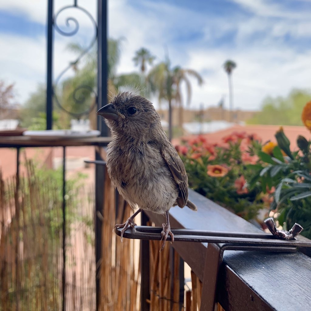 The baby bird I saved and raised last year, Penny (Pencilpouch Lane), now has three babies and they live in the palm tree outside my door.

One of her babies (Penelope) and I are now best friends 🧡