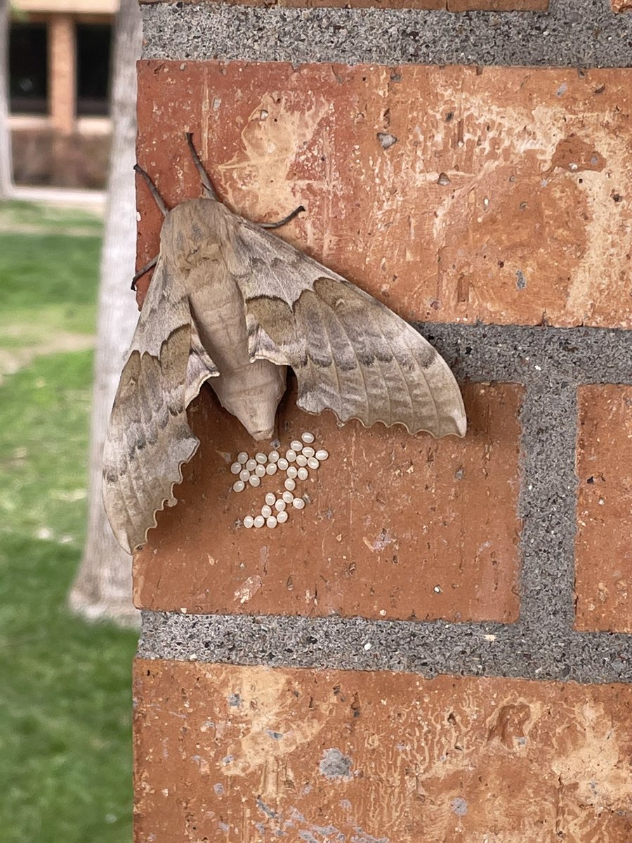 justlorimabrey's tweet photo. So this was a pretty cool find today!  #gypsymoth #layingeggs #hugemoth https://t.co/NT26PIVL69