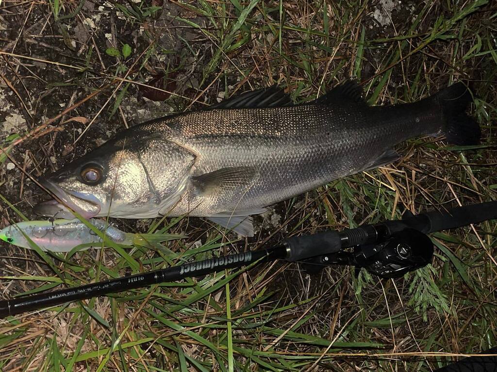 ikebo08's tweet photo. 夏の薮は
91bh＋タイニーがぴったりかも
4バイト1キャッチ
フックレスやったかも😇

#seacret
#ripplefisher 
#monsterImpact 91BH
#drt  #tinyklash 
#リバーシーバス
#ビックベイトシーバス https://t.co/Q9mQPn53jX