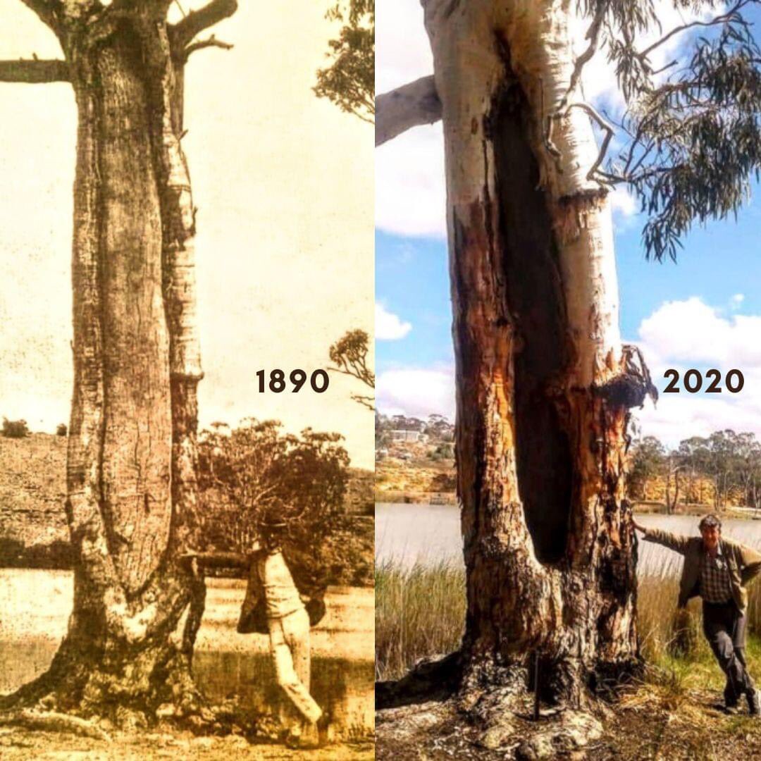 Great photos: “Impressive photos of a river red gum 130 years apart! Photos supplied by Trevor Thomas in South Australia (featured in photo on the right). Thanks to James Ryce for the photo edit” — National Tree Day (via FB)