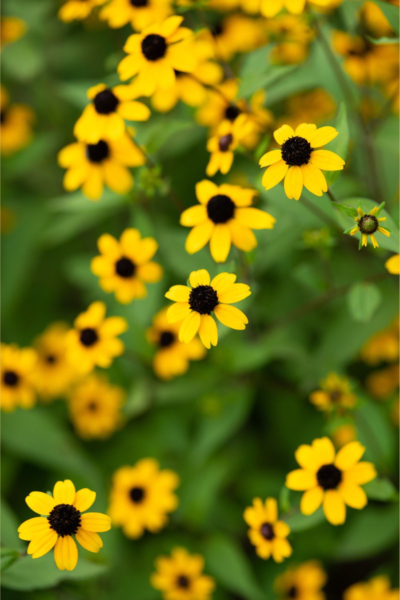 りんのすけ 恋のキューピッド S Tweet おはすけ ゞ 7月の花 ルドベキア 花言葉 公正 スウェーデンの植物学者オロナ ルドベックが公平に研究を評価することから付けられた花言葉 正義感ある話です リプはおはすけで おは戦jd キリトリノセカイ