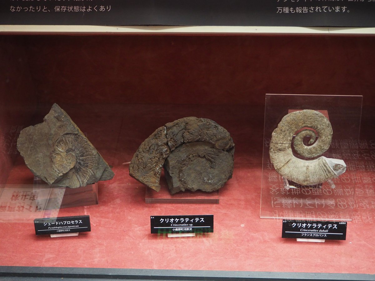 アンモナイト　恐竜　古代貝　化石　標本　鑑賞品　博物館保存　２個 常設展示紹介：埼玉県からもアンモナイトが見つかる！】 埼玉県小鹿野