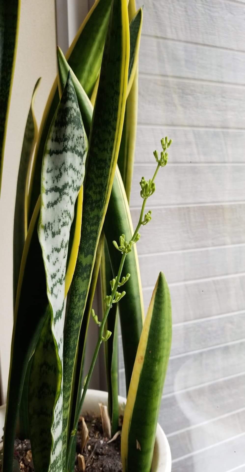 北原 聡 サンスベリアの花が咲きそうです 花言葉 永久 不滅 よっしゃ 今日も頑張っていこう T Co Dqrqpp5ojk Twitter