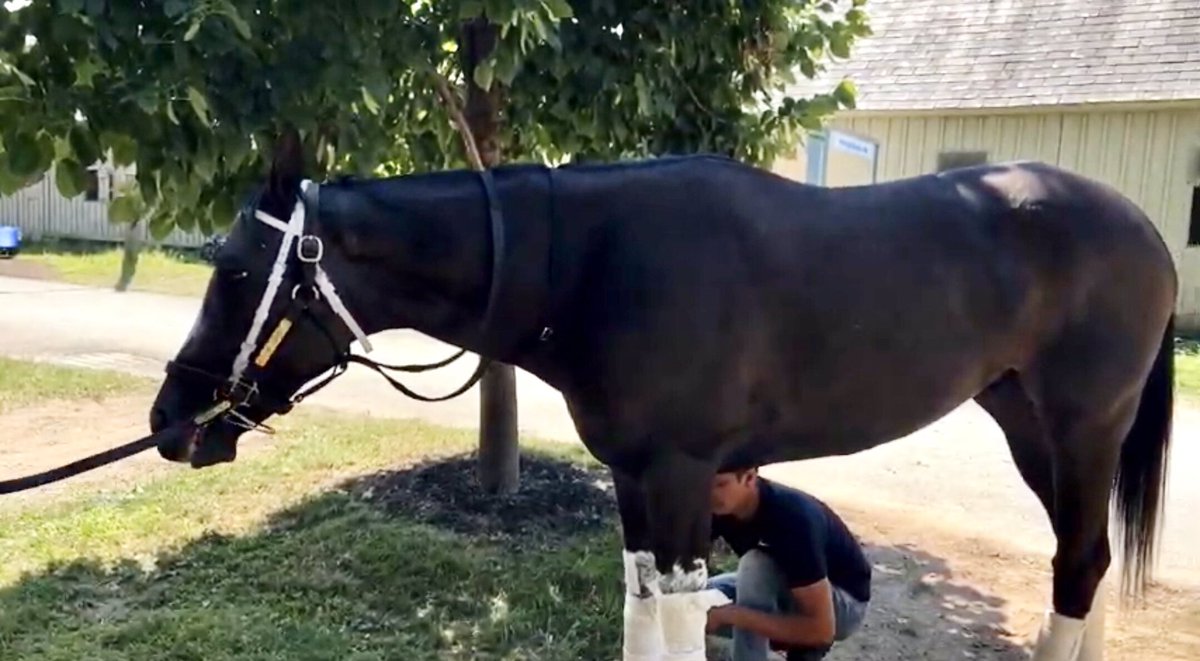 SaratogaSlim's tweet photo. Had to get my NEWEST Saratoga Slim Backside Vlog out, so y’all can see SET PIECE come back from his paddock schooling for tomorrow’s #ForbiddenApple!
Check him out & the @bradcoxracing barn STARS including the return of ARKLOW & much more RIGHT HERE:
https://t.co/S9WTzED4Ga https://t.co/AjhgdsQCEP