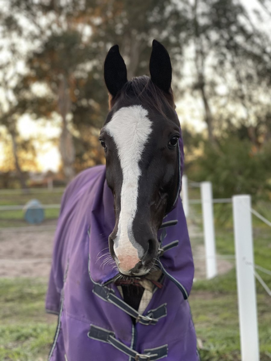 PacingPeterson's tweet photo. Racing tonight at Gloucester Park

💜Race 1 - 5:20pm
#1 Western Arterra
💛Race 6 - 7:52pm
#4 Copy N Pace
💜Race 7 - 8:20pm
#5 Smooth Rye
💛Race 8 - 8:50pm
#1 Naval Aviator

Head to our Facebook pages for race comments ⬇️

https://t.co/KLvQDKHKUr

Best of luck to all connections! https://t.co/zdp9oogqGl