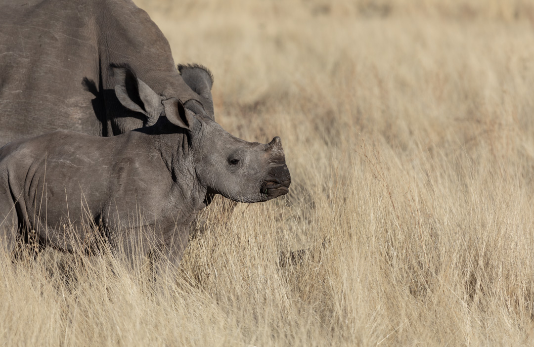 OngavaLodge's tweet image. Passion and purpose... Our deep appreciation and love of nature is what drives our efforts on Ongava Game Reserve. Creating a sanctuary where wildlife can flourish. A space where Nature always comes First.

#listentonature #ongava #conservation #namibia #etosha #africa #wildlife