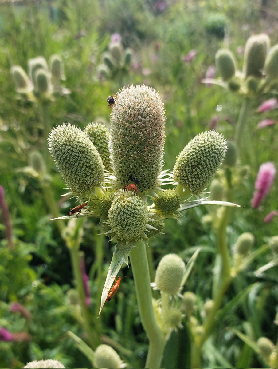 PlantPref's tweet photo. Eryngium agavifolium

#eryngium #eryngiumagavifolium #insectfriendly #perfectforpollinators #peatfree #mailorderplants #plantsforsale https://t.co/XOvPqmwIsv