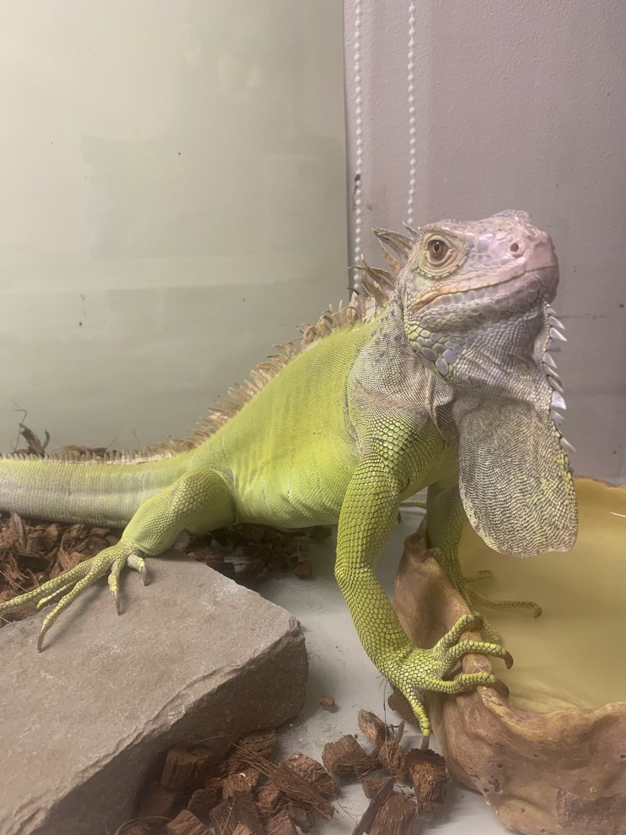 HachuMelt's tweet photo. 天神にある小さな動物園
はちゅメルト🦎

オープンしております✨
まったりゆったりと爬虫類、フクロウ、ショウガラゴがお出迎え❣️

是非ご来館お待ちしております🦎 https://t.co/yQ8HRCBHEr