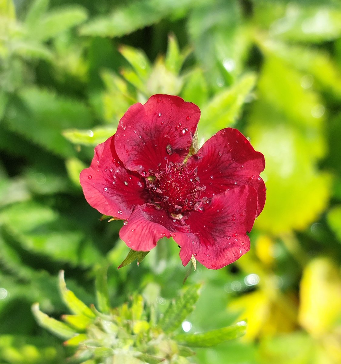 PlantPref's tweet photo. Potentilla atrosanguinea CC7185, supposed to be var argyrophylla but I'm not convinced as it has very green foliage.
#potentilla #potentillaatrosanguinea #potentillaatrosanguineavargyrophilla #wildcollection #redflowers https://t.co/8mesBKZ0Ya