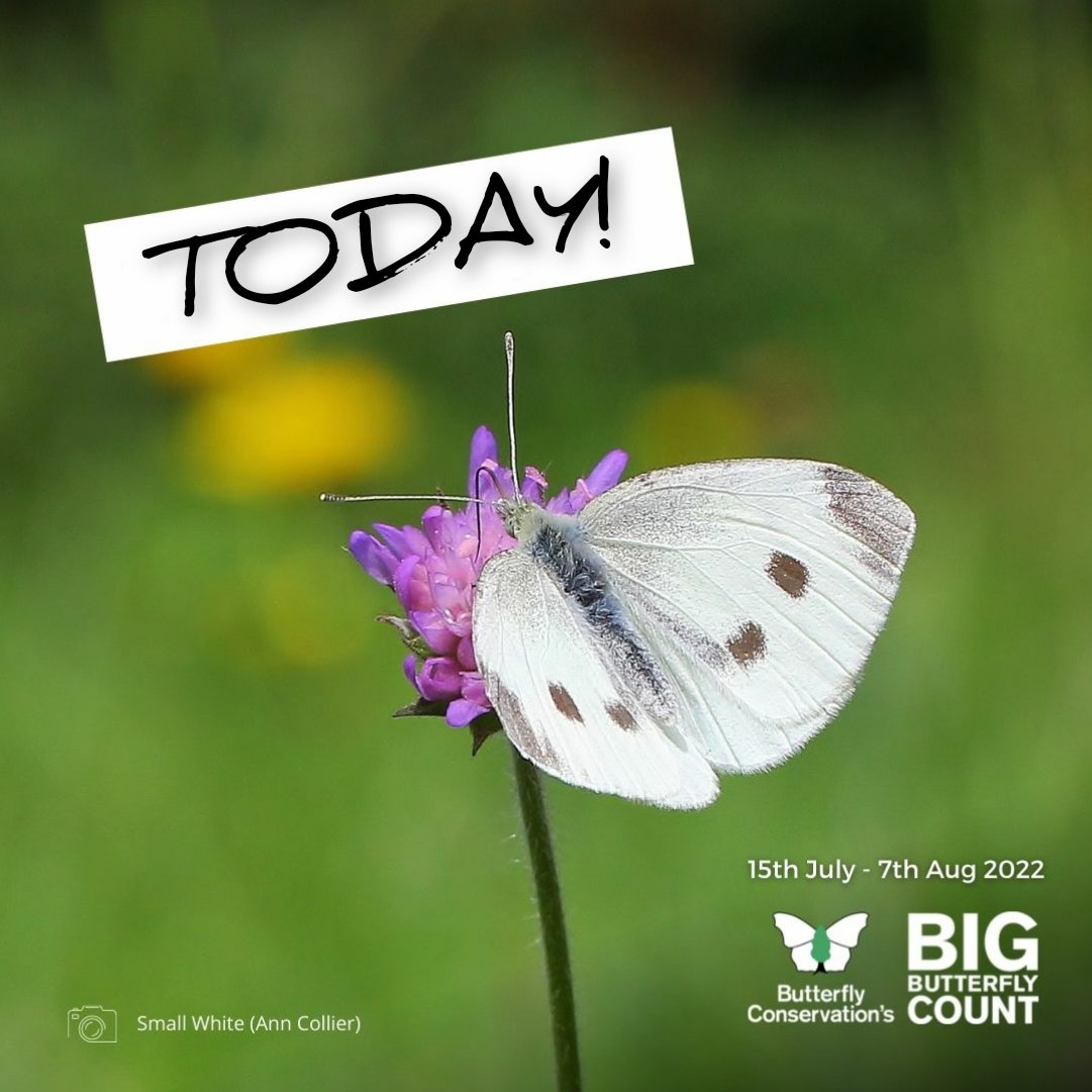 The 2022 Big #ButterflyCount starts today! 

In 2021, the Small White butterfly was the 2nd most counted butterfly with a massive 279,371 counts! Top of the charts! 🦋📈 

Get ready for the count 👉 bigbutterflycount.org 

#CountThemToSaveThem