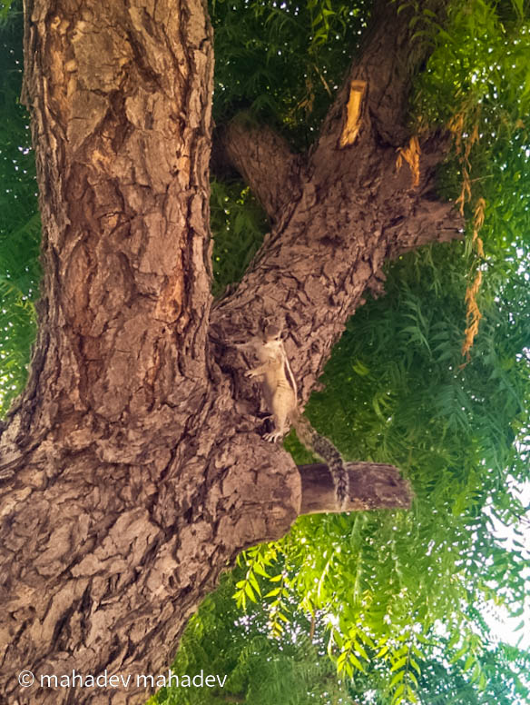 987Ajaysingh's tweet photo. Goodie morning 🌞☕
Beautiful people Shubh Friday
#TwitterNatureCommunity
#IndiAves #ThePhotoHour
#BBCWildlifePOTD
#BePossitive #myclick
#squiral https://t.co/kTyIesei5Z