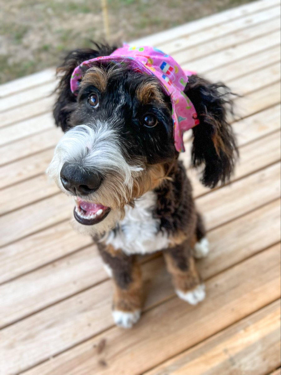 How’s everyone else’s summer going. Mom got me a cute new hat to start it off! #diva #bernedoodle #DogsofTwittter